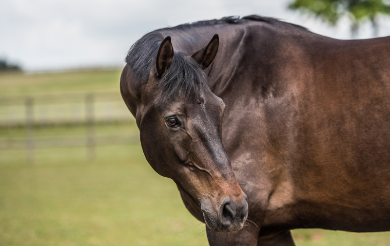 Spring Gut Health 