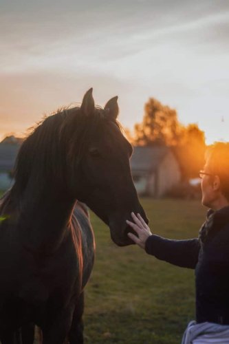 Understanding Your Horses Behaviour: Part 2