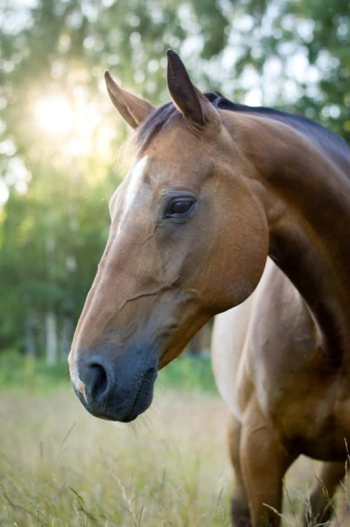 Maintaining equine joint health