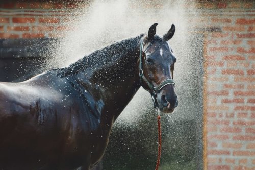 Cooling your horse