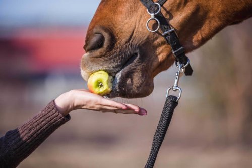 Does your horse have a favourite flavour?