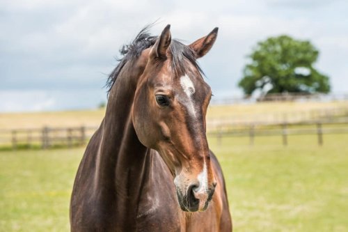 Your horses gut microbes