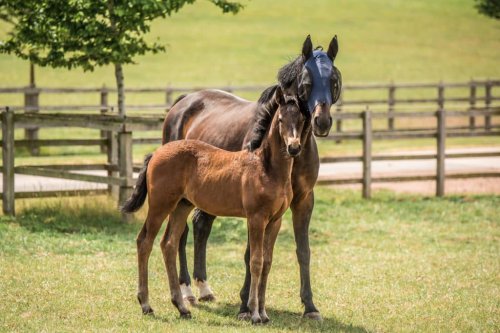 Feeding the mare and foal during weaning