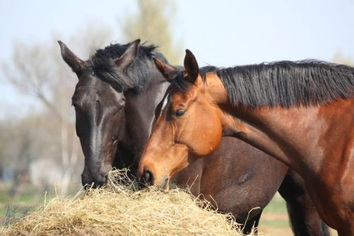 Fibre in your horse's diet explained