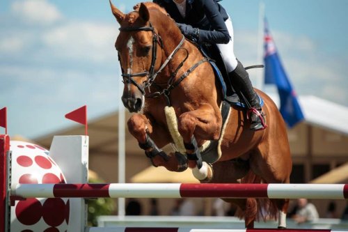 Why are antioxidants beneficial to horses?