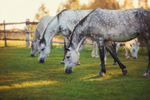 Maintaining equine gut health