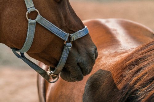 Understanding Your Horses Behaviour: Part 1