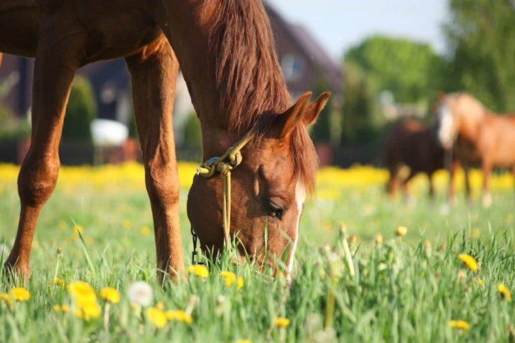 Spring Grass & Behaviour