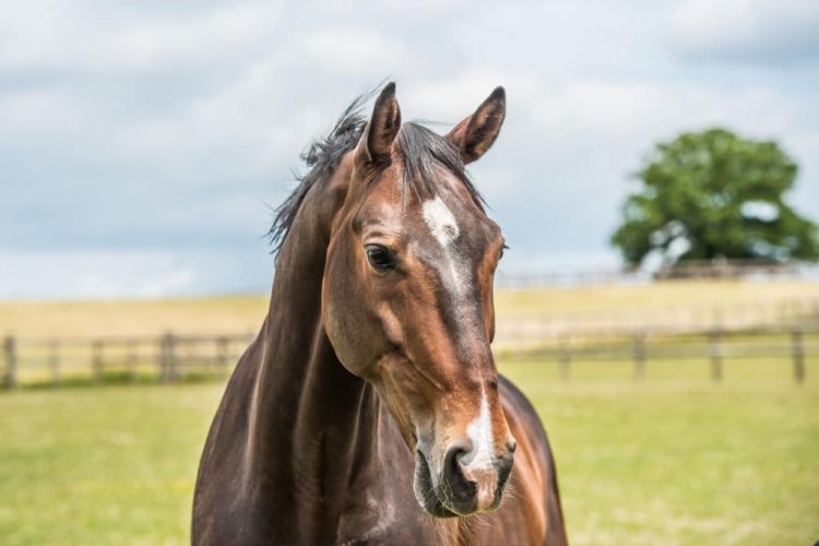 The gut-brain connection in horses