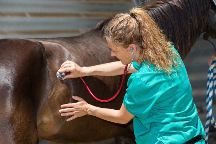 Tying-up in horses