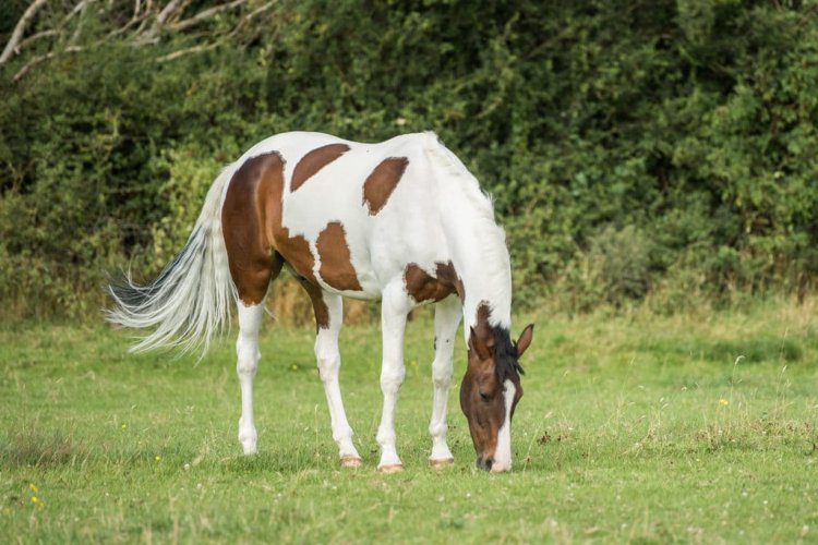 Supporting your horse in spring