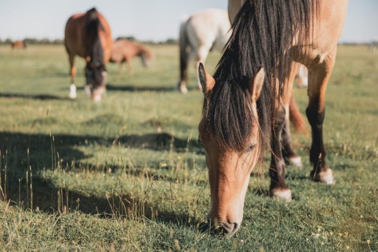 Equine nutrition and laminitis