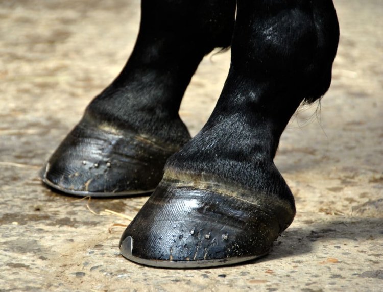 Equine diet and hoof health