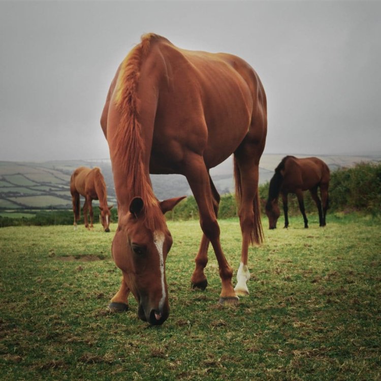 Understanding your horses gastric health